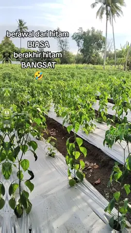 Minggu, 07 September 2025 pengocoran ke 9 cabe salo 2  umur 65 HST #petaniindonesia🇮🇩🇮🇩🇮🇩🌿🌿  #petanimuda  #senimanpertanian  #bukusakti  #bertanidenganseni 