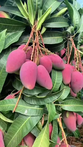 “Mangga Miyazaki, mangga termahal asal Jepang, warna merah cantik, manis legit premium. 🌱 Bibit cepat berbuah, cocok di rumah 🏡  → klik keranjang sekarang!”#manggamiyazaki #bibitmanggamiyazaki #bibitmangga #buahmanggamiyazaki 