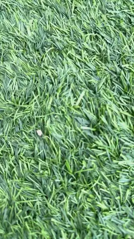 ada yg gnti no pnggung nihh🤭 #rogerjr #foryou #fyppppppppppppppppppppppp #fyp #intermiami 