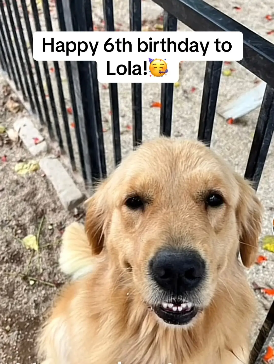 #lolathegoofygolden#fyp#97thdogfamily#goldenretriever 