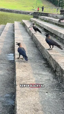 Semalam aku bawa anak aku pergi taman. Tengah main gelongsor, aku terpandang sekumpulan gagak tengah kutip sisa makanan dekat tong sampah. Ada yang selongkar plastik, ada yang patuk polistrin. Yang paling win, aku nampak satu gagak tengah makan nasi lemak basi. Sebab kesian aku beri lah roti yang aku tengah makan, berpusu-pusu datang makan roti aku, macam tak makan setahun mereka Tiba-tiba, terus aku teringat kat Blacky. Gagak kesayangan aku, dia ni bukan sebarang gagak. Tapi gagak belagak. Blacky ni aku bela dari kecik. Masa dia masih bulu separuh botak. Aku suap dia nasi, ayam, buah, sampai dia besar, dan makin besar, nafsu makan dia pun makin ‘bangsawan’. Pernah satu hari aku bagi dia roti. Murah je, cap kampung. Blacky tengok, lama dia tengok roti yang aku pegang tu. Lepas tu toleh pandang aku. Dia tak cakap apa, tapi pandangan dia lain macam, macam nak kata “Eh ni roti apa ni? Aku nak Gardenia la bro, bukan roti RM1.30 kedai aceh tu.” Ok. Aku pun ambil Gardenia. Baru dia makan. Bukan gigit terus, dia cium dulu, belek-belek sikit, baru ngap. Satu kali lagi aku kasi ayam goreng. Ayam goreng ni faveret dia. Tapi ayam tu jatuh atas lantai rumah, lantai bersih, bukan lantai yang kotor. Aku kutip, tiup sikit, hulur balik. Blacky tengok ayam tu, kemudian dia undur langkah ke belakang. Macam aku hidang bangkai tikus. Nasib dia baik, wife aku sayang dia, wife aku gireng seketul ayam goreng untuk dia semula Ada sekali aku kasi pisang. Pisang “Rejek”, aku ambil free dekat kedai Aceh. Dia tengok pisang tu. Dia ke belakang sangkar. Tak tengok dah. Dia buat bodo dengan pisang tu Last-last,pisang tu aku pulak yang makan. Sampai satu tahap, aku suap dia makan setiap kali nak makan. Kalau letak dalam mangkuk? Dia tak pandang pun. Kalau aku suap? Baru ngap. Aku pernah lepaskan dia dengan kawanan gagak. Biar dia rasa susah senang dunia luar. Biar dia kenal apa itu “hidup berdikari”, makan sisa macam geng-geng gagak taman rumah aku ni. Tapi… Dia terbang balik semula ke rumah, jumpa isteri aku macam mengadu. Mayb Blacky ni terlalu pembersih. Terlalu memilih. Terlalu “high taste”. Sekali dapat makan nasi lemak basi, confirm dia masuk hospital mental gagak. Kadang-kadang aku fikir, kita manusia pun ramai yang jadi macam Blacky. Terlalu selesa. Terlalu dimanjakan. Sampai tak kenal dunia sebenar. Tapi sebenarnya dunia tak peduli pun kau pernah makan Gardenia ke, atau roti ‘No Brand’ kedai aceh. Yang dunia tahu, siapa yang kuat, dia survive. Siapa yang belajar sesuaikan diri, dia akan kekal hidup. Dan dalam hidup ni, kadang kita perlu rasa sikit keperitan, baru kita hargai nikmat. Tapi Blacky, tetap aku sayang. Tapi satu hari, kalau aku atau isteri aku tak ada, aku harap dia tak tunggu orang suap lagi. #gagak 