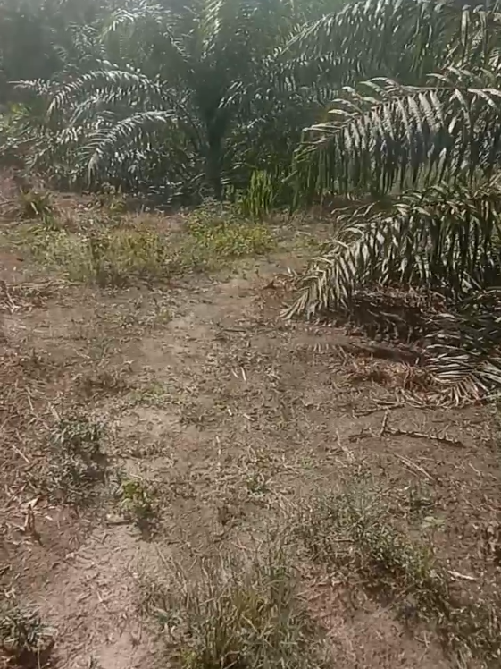 Jalan Jalan Kebun Sawit