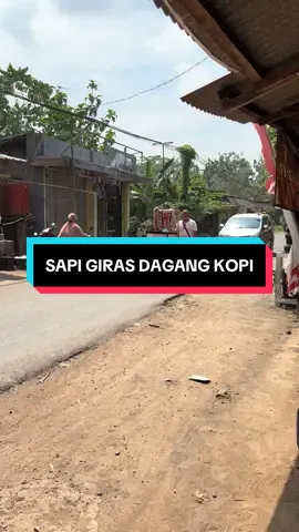 Eweuh nu meli #sapigiras #purwadadi #subang 