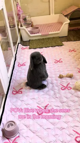 I feel the same happiness when I see her too!👩🏻‍🌾🐰💕 #bunmom #bunnytok #hollandlop #rabbitsoftiktok #animalsoftiktok 