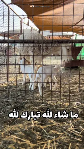 #oops_alhamdulelah 