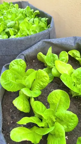 Khu vườn rau xanh sân thượng#trongrau #trongrausanthuong #rausach #rau #vuonrau 