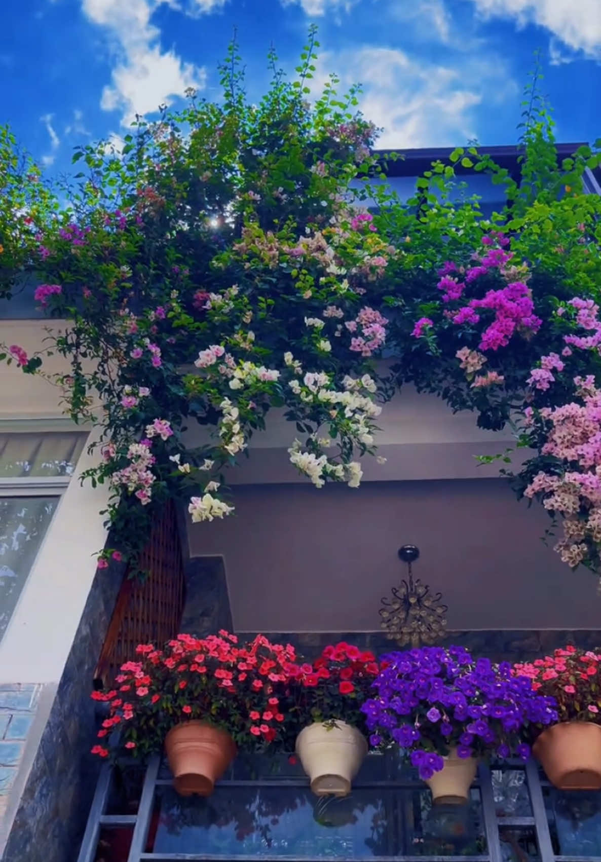 Hoa Giấy rũ ban công đủ màu sắc tạo thành 1 không gian rực rỡ🥰 #hoadep #hoacaycanh #hoaleogian #hoabancong #hoagiay 