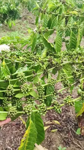 #fyppppppppppppppppppppppp #petanikopiindonesia #petanimuda #bujangdusun #petaniindonesia🇮🇩🇮🇩🇮🇩🌿🌿 