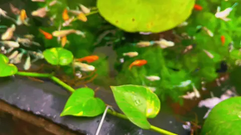 Mưa gió quá cá của anh em sao rồi #thuysinhngoaitroi #moly #xuhuongtiktok 