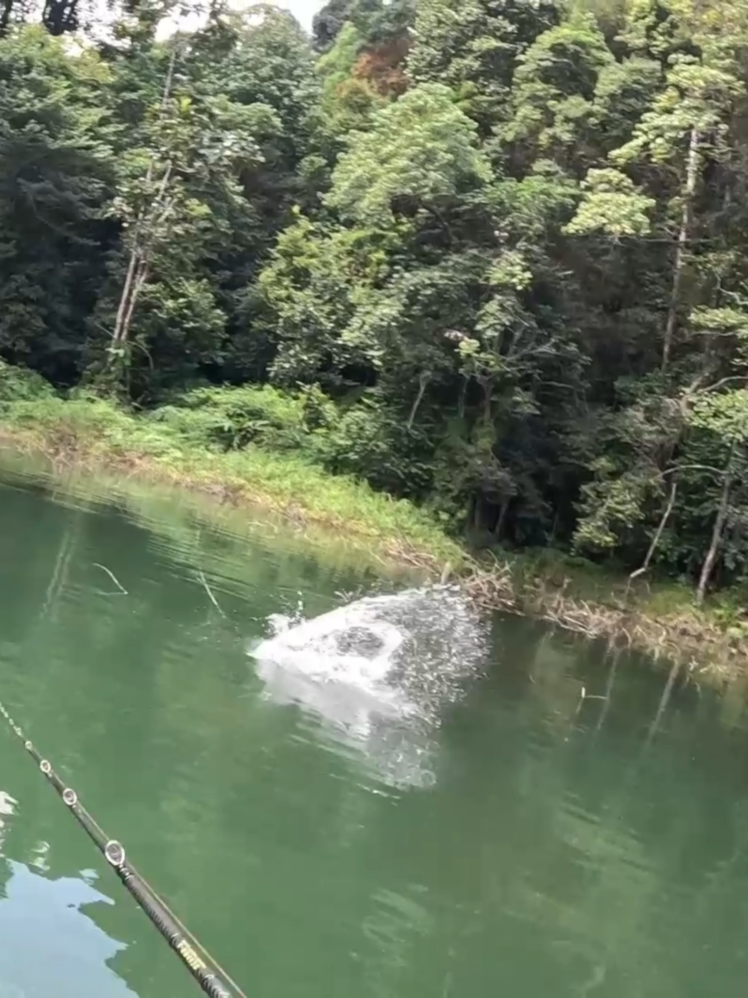 Black Single Toman catch top water lure. IRONMAN TRAVEL ROD DUNCAN 69MH-5 ROD:DC69MH-5 10-30LB REEL：SHIMANO BANTAM 2022HG #ironmantravelrod #fishingmalaysia #fishinglife #fishing #ironmanclubmalaysia #shimanobantam #ironmantravelrodduncan