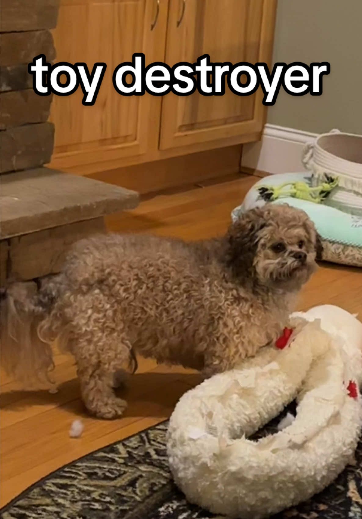 i like how in the beginning he actually considered it, then ignored me #fypdog #naughtydog 