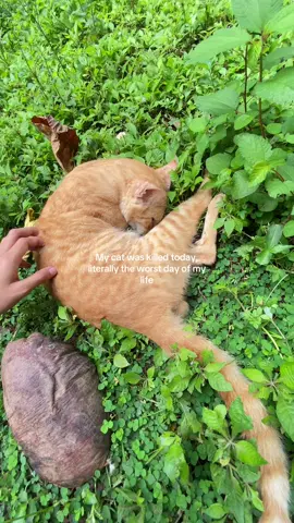 sakit