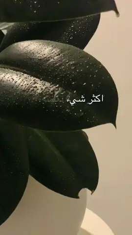 بودكسات#بودكسات #خواطر #خواطر077 #خواطري #خواطر_ملهمة #عبارات #عبارتكم_فخمة🖤💉🥀 #هواجيس #صباح #يوم #يوميات #تفاعلكم #f #fyp #foryou #foryoupage #foryoupage #fy #fy #fyppppppppppppppppppppppp #fypage #اشتراك #اشتراك_لايك_الاكسبلوررر #اشتراكات #s #standwithkashmir #storytime #story #subscription #subscriptionbox #subscriptions #subscriptionsmakelifeeasier #subscriptionbox 