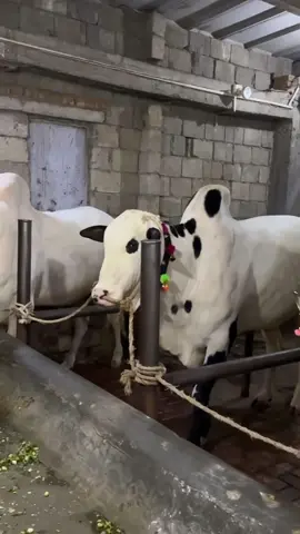 Beauty#mashallah #deradrsohaib #tiktoker #viralvideo #foryou 