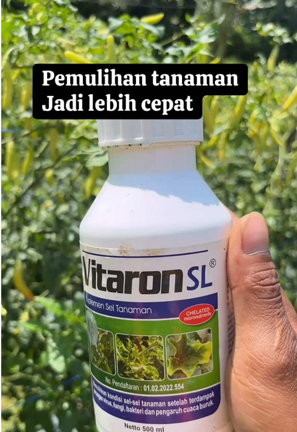 Vitaron SL untuk memulihkan tanaman pasca serangan hama atau penyakit #vitaronsl #mmt #unsurmikro #cabe #petani 