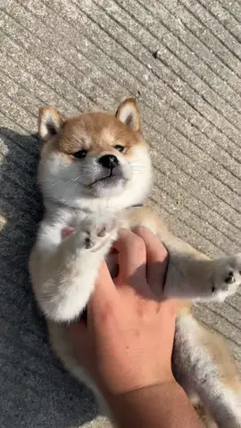 Play with it every day.#dog #puppy #puppytiktok #fyp 