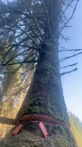 The Daily Life of a Logger #satisfying #tree #asmr #oddlysatisfying #fyp 