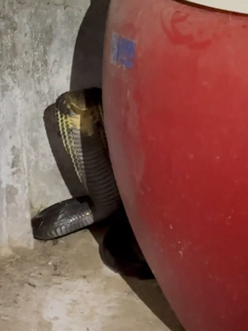 Kemunculan Ular King Cobra Gegerkan Warga RT 23 RW 06 Desa Bendoagung, Kecamatan Kampak, Kabupaten Trenggalek. Hallo Sobat Damkar Minggu, 07 September 2025 Pukul 21.19 WIB, regu piket mendapat laporan adanya perimtaan evakuasi ular di rumah Bapak Sutari warga Desa Bendoagung,Kecamatan Kampak. Menerima laporan personil piket langsung meluncur ke lokasi. Ular di ketahui pemilik rumah Bapak Sutari, yang hendak akan menuju ke kamar mandi. Sontak beliau langsung kaget melihat ular yang memiliki ukuran panjang -+ 2.5 meter sudah ada di kamar mandi. Melihat hal tersebut beliau langsung melaporkan ke No Aduan Pemadam Kebakaran Kabupaten Trenggalek.  Personil damkar berhasil mengevakasui ular King Cobra tersebut. Dan langsung diamankan di dalam box. Tetap hati hati ya sobat damkar bila terjadi Kebakaran maupun emergency lainya segera hubungi No Aduan Pemadam Kebakaran ‎• Pelayanan Gratis ☺ ‎• Bangga melayani masyarakat 😇 ‎ ‎📞 & ☎️ Damkar ( Wa/Telepon ) : 08113505113  ‎🏪 : Jl. Dr. Soetomo No.04 Trenggalek ‎ (Timur RSUD Dr.Soedomo Trenggalek)  ‎ ( Depan AKPER Trenggalek ) ‎• Pelayanan 24 Jam ( Gratis ) Tanpa di Pungut Biaya ‎ #damkarindonesia #damkartrenggalek #fyp #firerescue #kingcobra 