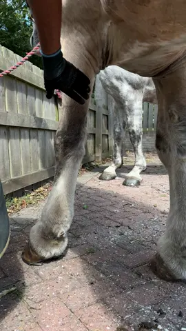 This was only last week before the rain, these feet feet were soooo hard! #forfarriersbyfarriers #fyp #farrier #hoofcare #satisfyingvideos 