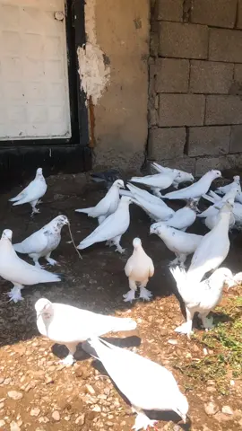 🌹🕊️💐👑#vangüvercini #vangüvercinleri #vankuşu #vankuşubirsevda #vanguvercinleri 