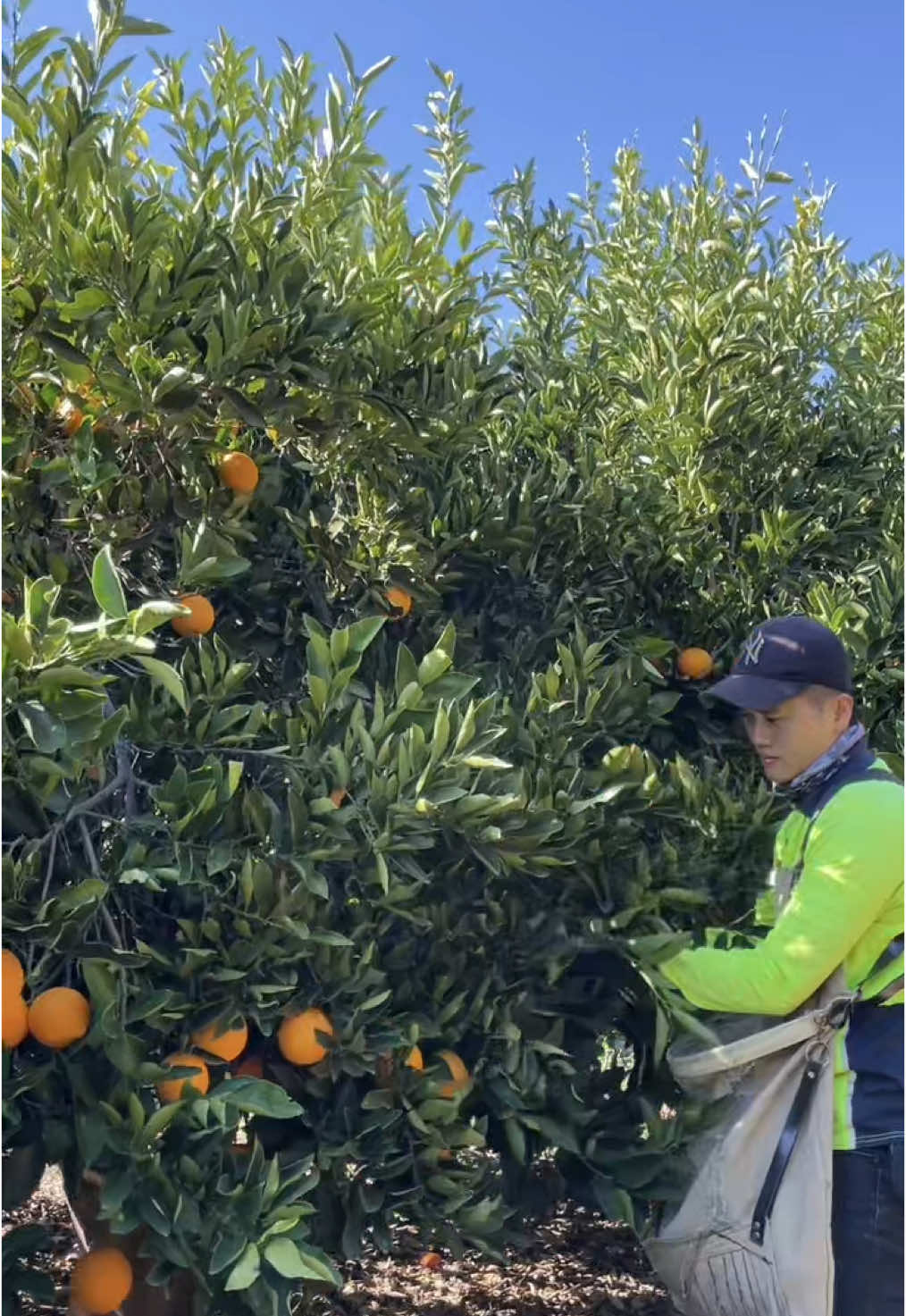 Qua Cam với tôi ae ơi 🤣🤣 mà Cam này ở Úc nha😆 chuỗi ngày bất ổn cùng #mandiuc #462 #workingholidayvisa #dailyvlog #farmlife #vieclamtaiuc 