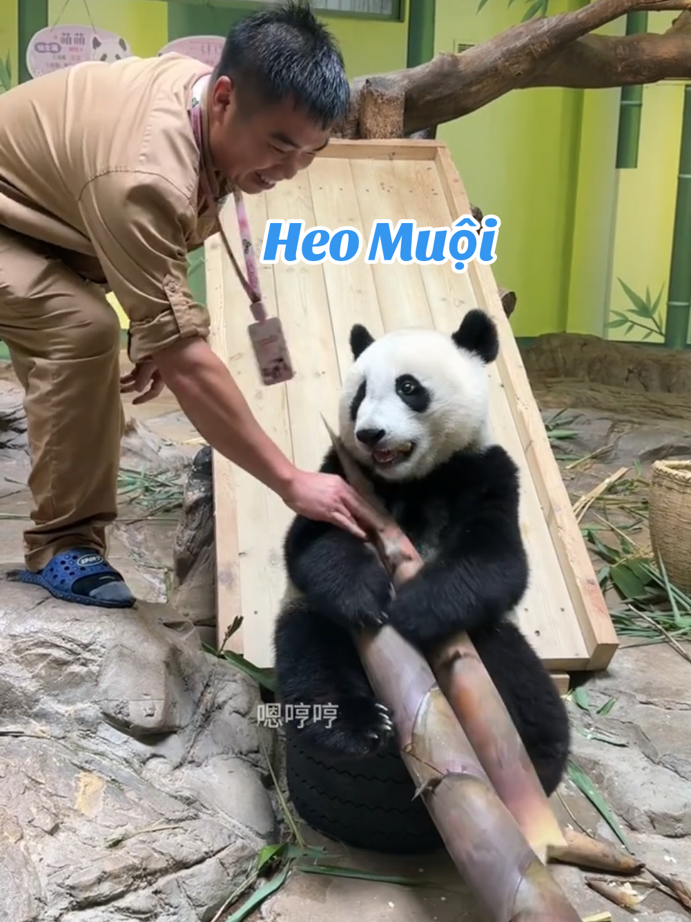 🐽Ông ngoại Lương cho Heo Muội cây măng đại bác luôn 😅😅😅nhà có điều kiện là vậy đó 😅😅🥰 🐽xhs : 411592901 #Chimelong #Meizhu #daliang 