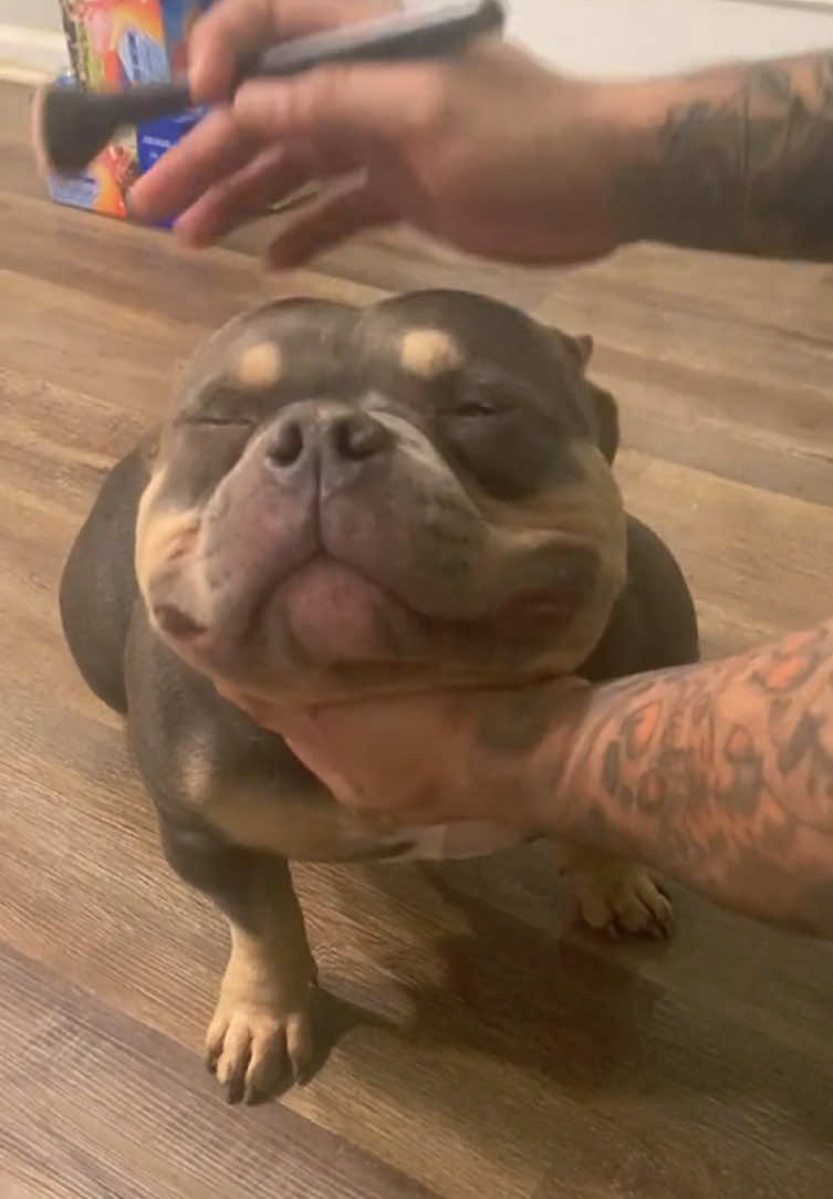 Funny American Bully#dog#funny#funnyanimals#dogsofttiktok #pet