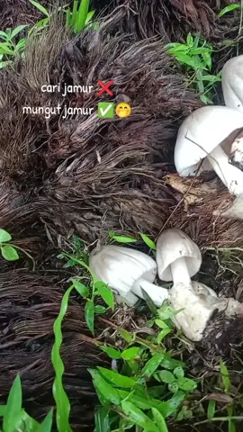 Mungut jamur 🤭🍄 #jamur #bolang #jamursawit 