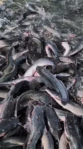 Menurutmu, apa yang paling menarik dari ikan lele? #PesonaLele #BudidayaLele #BisnisLele #IkanLele #UsahaMenguntungkan  