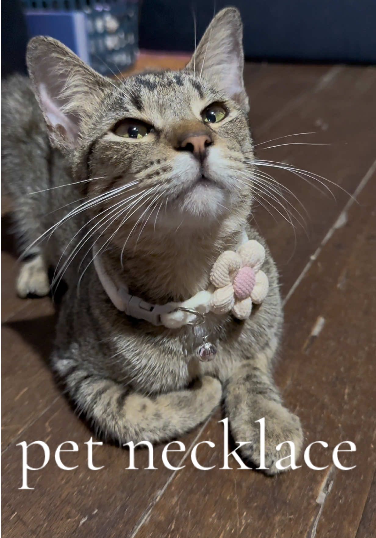 may bago ka nanamang necklace anak  #petcollar #catnecklace #petnecklace #cat 