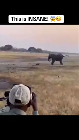 Honey Badger Vs Elephant 🦡🐘😳😱😳😱 #elleafricasafaris #elleafricasafari #safari #gamedrive #elephant 