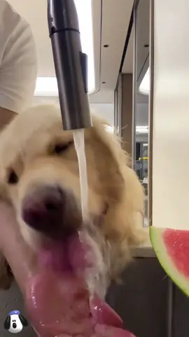 Greedy dog#foryou #fyp #dog #funnydog #funny 