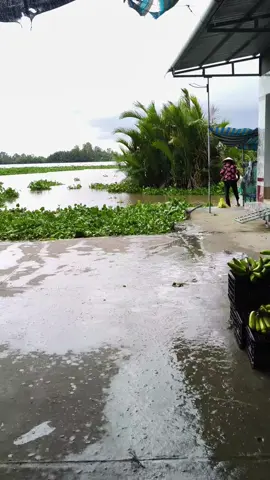 Bụi Lá Trôi Luôn 🌧️🌧️🌧️