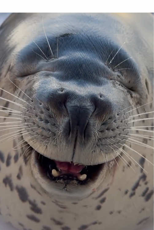 Seals are really cute! ! ! #cute #funny #cutebabyseal #seal #foryou #fyp 