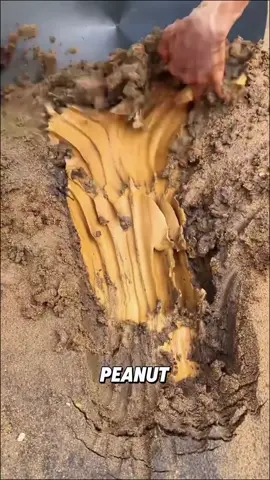 “When you dig up golden mud,what would you do?”#viral #tiktok #trivia #trivia #fyp #foryou #funny 