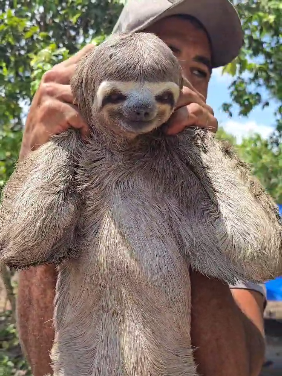 #MUITO FOFINHA ESSE BICHO 