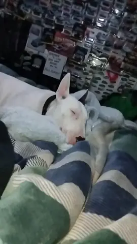 #bullterrierlife takes up over half the bed 😆 