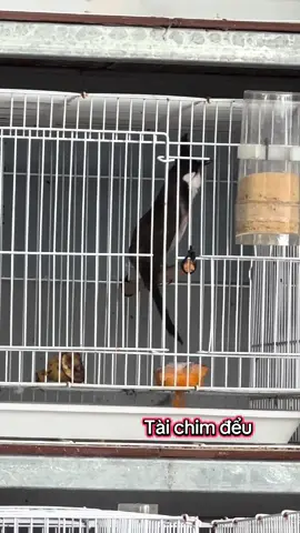 I love tiktok Tôi yêu chào mào #chàomaohotđấu #xuhuong #Tàichimđểu #trending #thinhhanh 