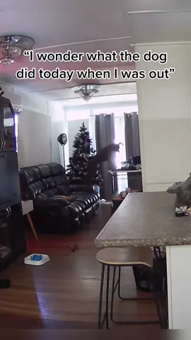 Surveillance cameras calls dog #dog #dogs #doglove #animals #cute #funnyvideos #happy 