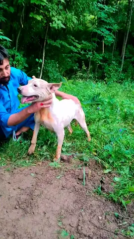#viralvideo #dogvideos 