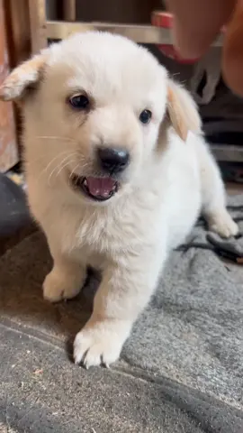 #cutedogvideo #foryoupage❤️❤️ #viralvideos