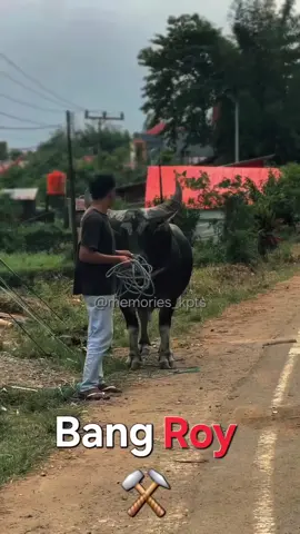 Bang roy siap menerima cungkilan dari bos padatindo