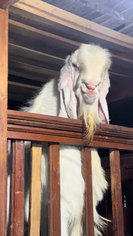 Kambing senduro #kambingsenduro #goatbrothers #kandanggoatbrothers #suplayerkambing #fyp @Goat brothers 🐐 