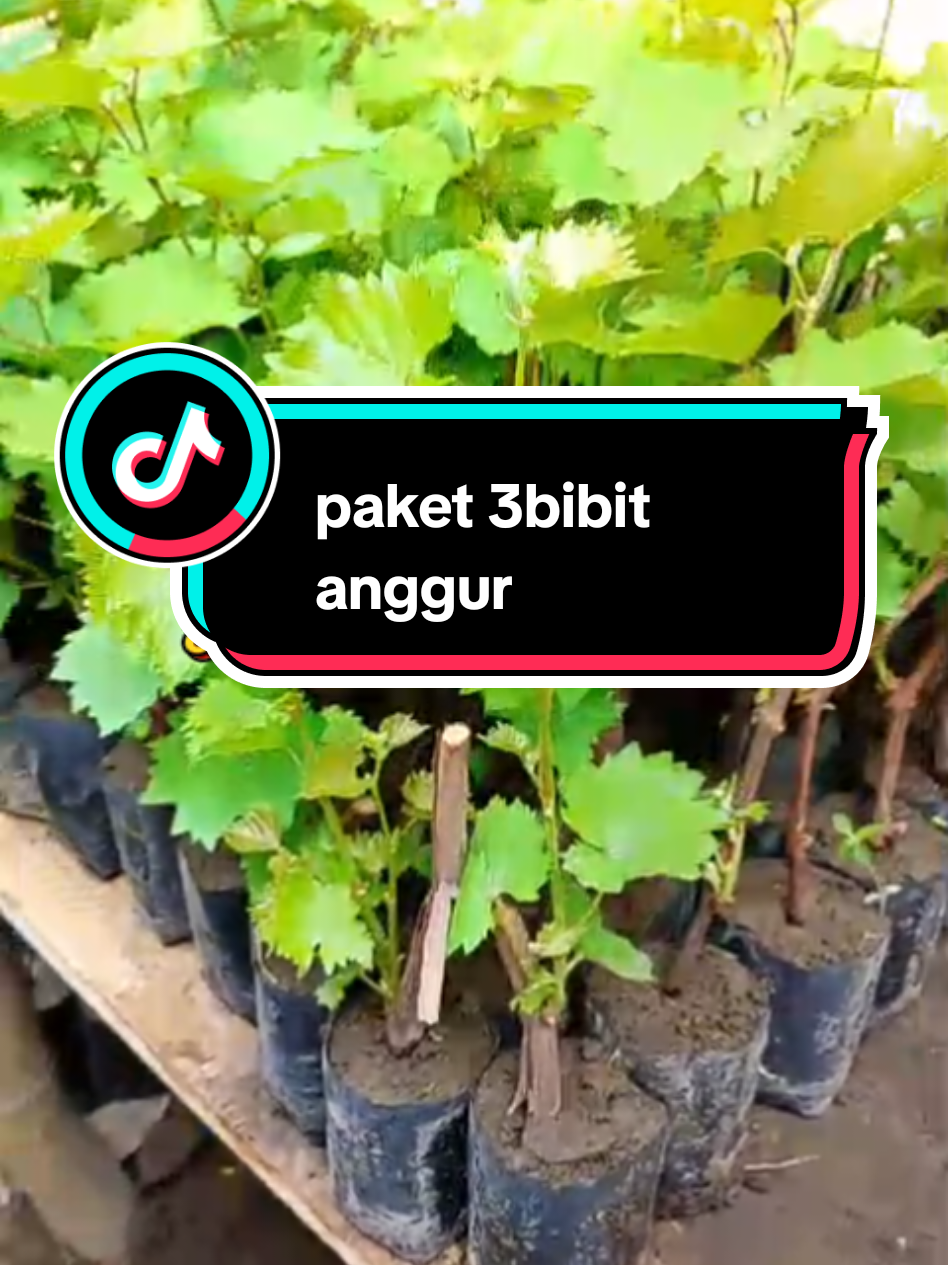 paket 3bibit anggur siap tanam bisa cek kranjang kuning 👇 #bibitanggur #anggurhijau #anggurhitam #anggurmerah #bibitprodaksien 