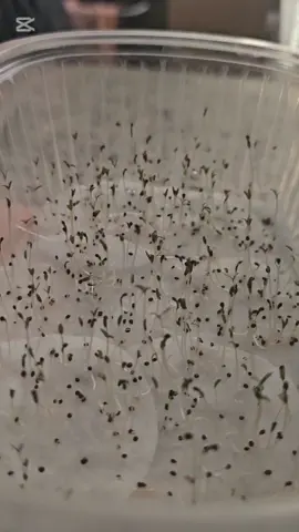 2da parte de las semillas de suculentas qué me llegaron de temu!! #suculentas #temu #comprasporinternet #estafas #cactus 