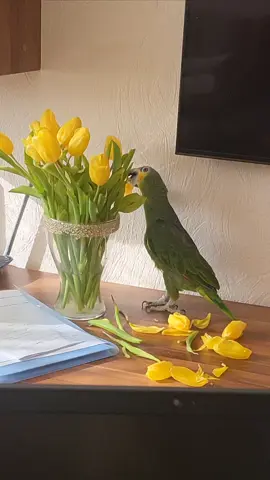 #amazonparrot #papuga #parrotsoftiktok #parrotsworld #parrot 