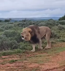 #elleafricasafaris #elleafricasafari #safari #gamedrive #africanwildlife 