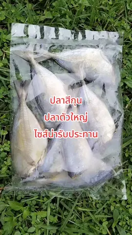 #ปลาเค็มหัวขาด #ปลาสีกุน 