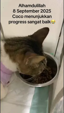 Hi Cat Lovers, 8 September 2025 jam 18.10 WIB update dari Vet tentang coco. Happy banget bisa lihat dia makan sendiri😭 Berkat doa dari onti uncle semua, Coco menunjukkan progress. Saat ini saya masih belum berani keluarin coco dari Vet karena kondisi nya masih butuh penanganan medis, apalagi coco ini kucing jalanan yang tidak punya tempat bernaung. Khawatir tidak ada yang bisa memantau kondisi nya. Minimal jika dia sudah tidak ada lagi cairan dalam rongga dada nya, maka selang nya masih tetap di pasang dulu selama masih berada di vet. Kata dokter, selangnya akan dilepas hanya ketika diputuskan untuk di jemput pulang. Tahapan saat ini: 1. tetap lanjut pengobatan obatnya setiap hari, 2. penyedotan cairannya setiap hari, 3. memantau coco apakah sudah bisa lepas oksigen atau belum, karena saat ini coco masih 24 jam dalam oksigen cage. jika sudah bisa lepas dari oksigen cage, maka coco akan dipindahkan ke ruangan rawat inap biasa, 4. memantau agar coco tidak kekurangan darah lagi. Ini tindakan yang paling utama untuk coco. Kami masih mengupayakan agar pengobatan ini tidak terhenti, sehingga mohon keikhlasan dan bantuan dari onti uncle berarapun nilainya akan sangat berarti untuk kesembuhan coco. Insya Allah kami amanah dan tidak akan menyalahgunakan kepercayaan onti uncle semua. Terima kasih banyak onti uncle🙏🏻🥹 #opendonasi #catlovers #rescueanimals #fyp #catsoftiktok 