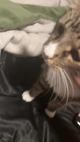 JORKONG THE PEENAR  #peenar #jorking #fyp #funnycats #cats 